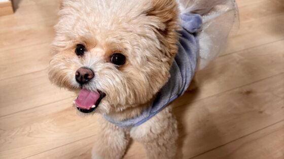 ポメプーの性格を飼い主が本音で解説！甘えん坊だけど注意したい一面も