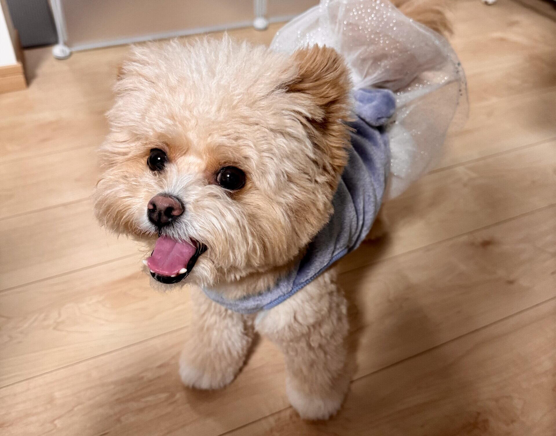 ポメプーの性格を飼い主が本音で解説！甘えん坊だけど注意したい一面も