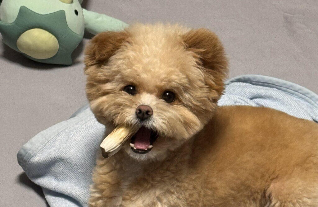 実際にポメプーを飼って感じたこと（飼い主の本音）