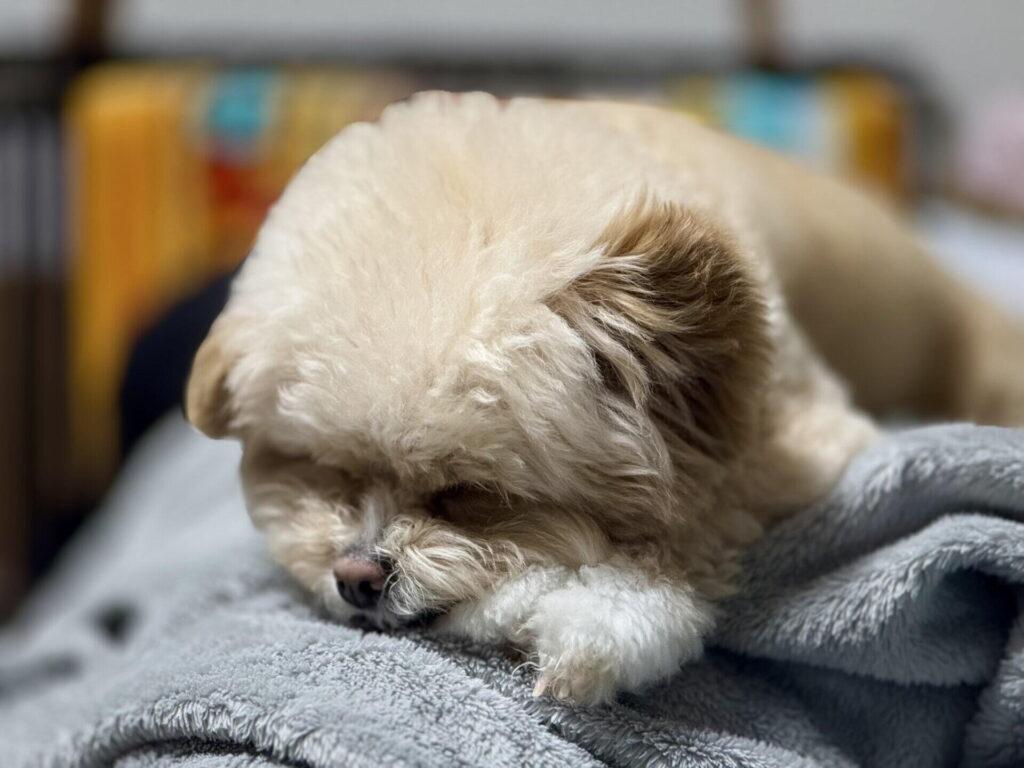 賃貸で犬を飼うのは「ペット可」物件なら可能。でも条件は思った以上に細かい
