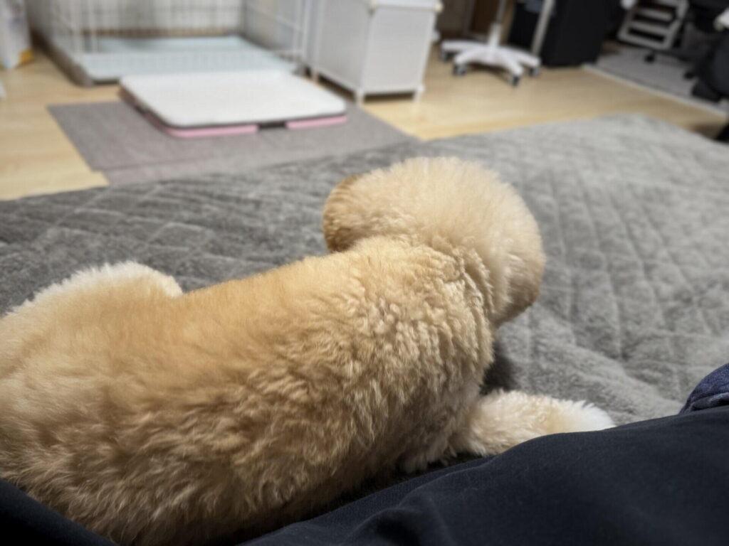 香りと色で失敗した我が家がたどり着いた条件