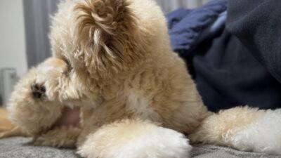 犬と一緒に寝るのはあり？飼い主が本音で語る効果と3つの注意点