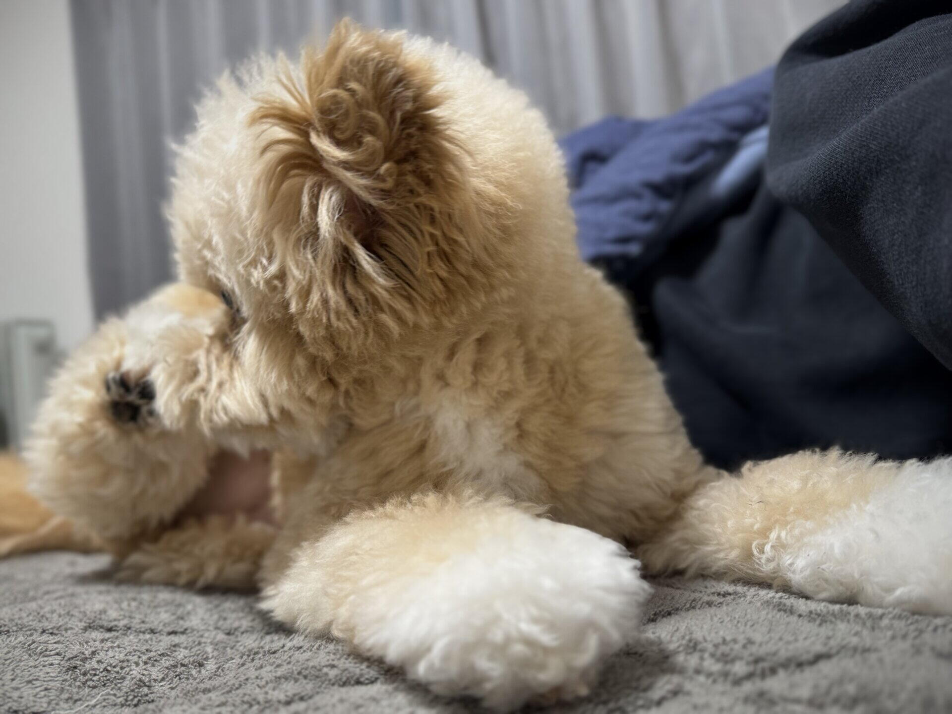 犬と一緒に寝るのはあり？飼い主が本音で語る効果と3つの注意点