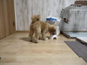 犬の関節フードの選び方！小型犬の飼い主が成分で見極めた基準