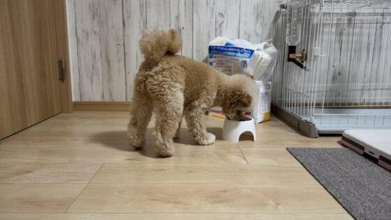 犬の関節フードの選び方！小型犬の飼い主が成分で見極めた基準