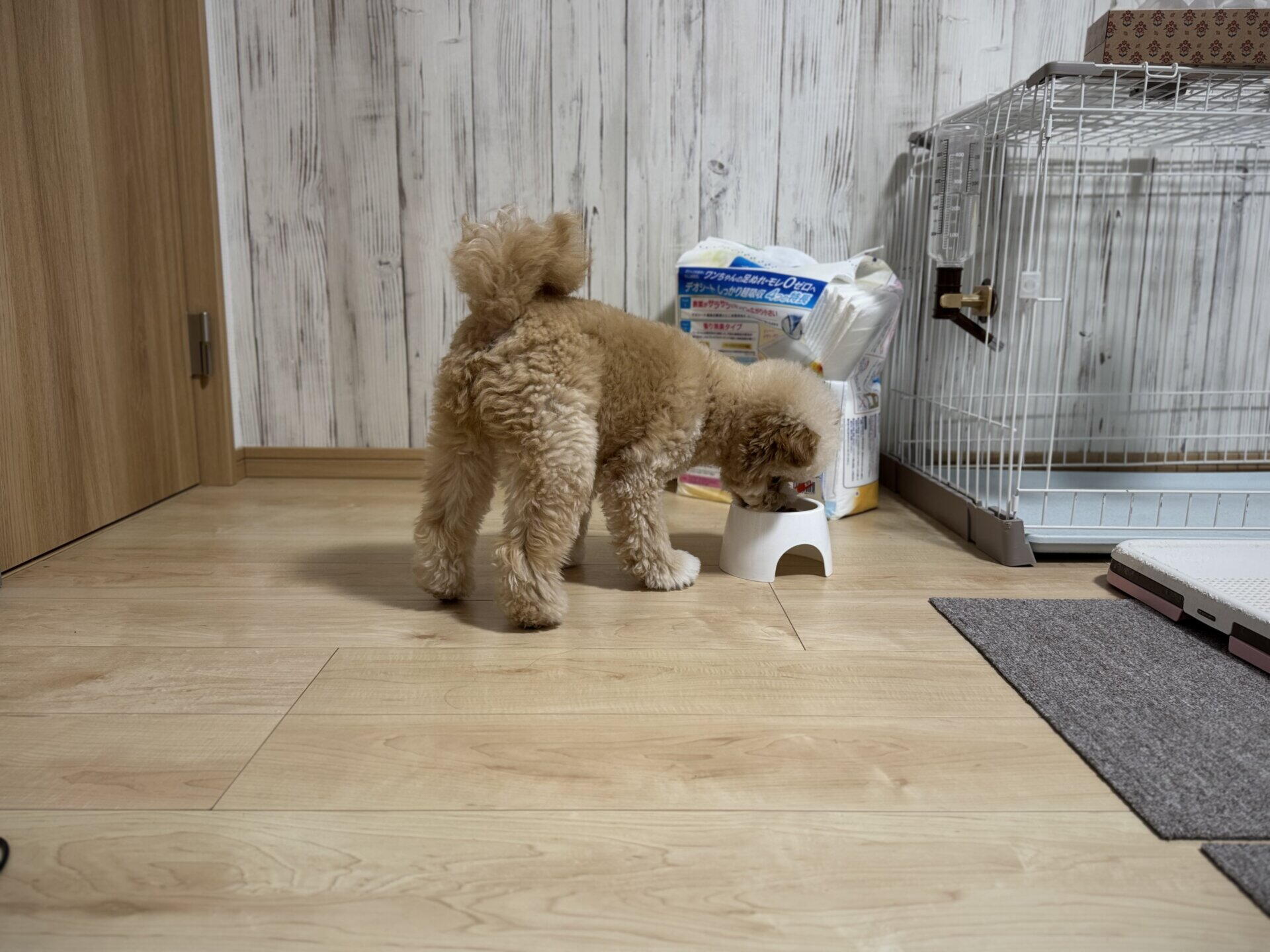 犬の関節フードの選び方！小型犬の飼い主が成分で見極めた基準