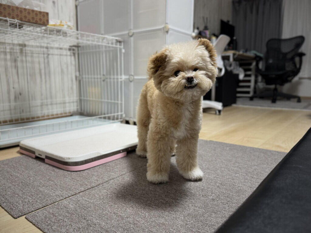 小型犬のトイレトレーおすすめ3タイプ！2年半使って見えた選び方