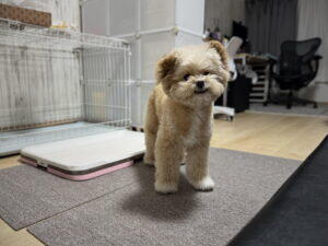 小型犬のトイレトレーおすすめ3タイプ！2年半使って見えた選び方