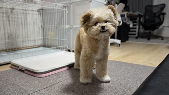 小型犬のトイレトレーおすすめ3タイプ！2年半使って見えた選び方