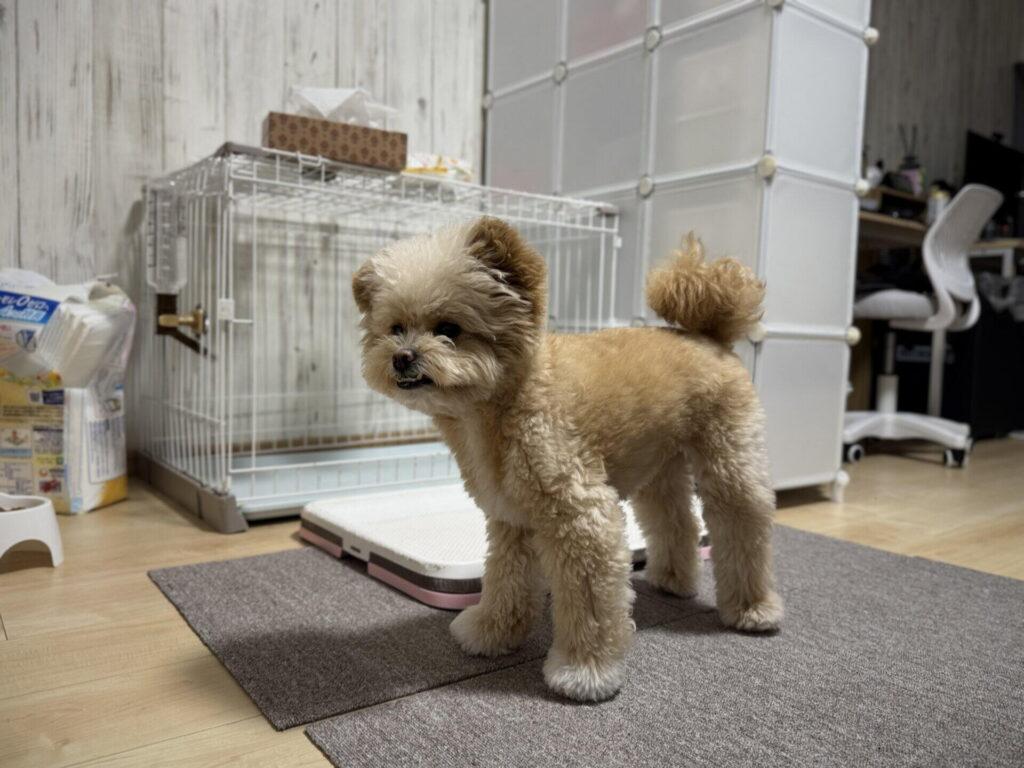 犬の食糞とは？「やめさせたい」前に知りたい3つの事実