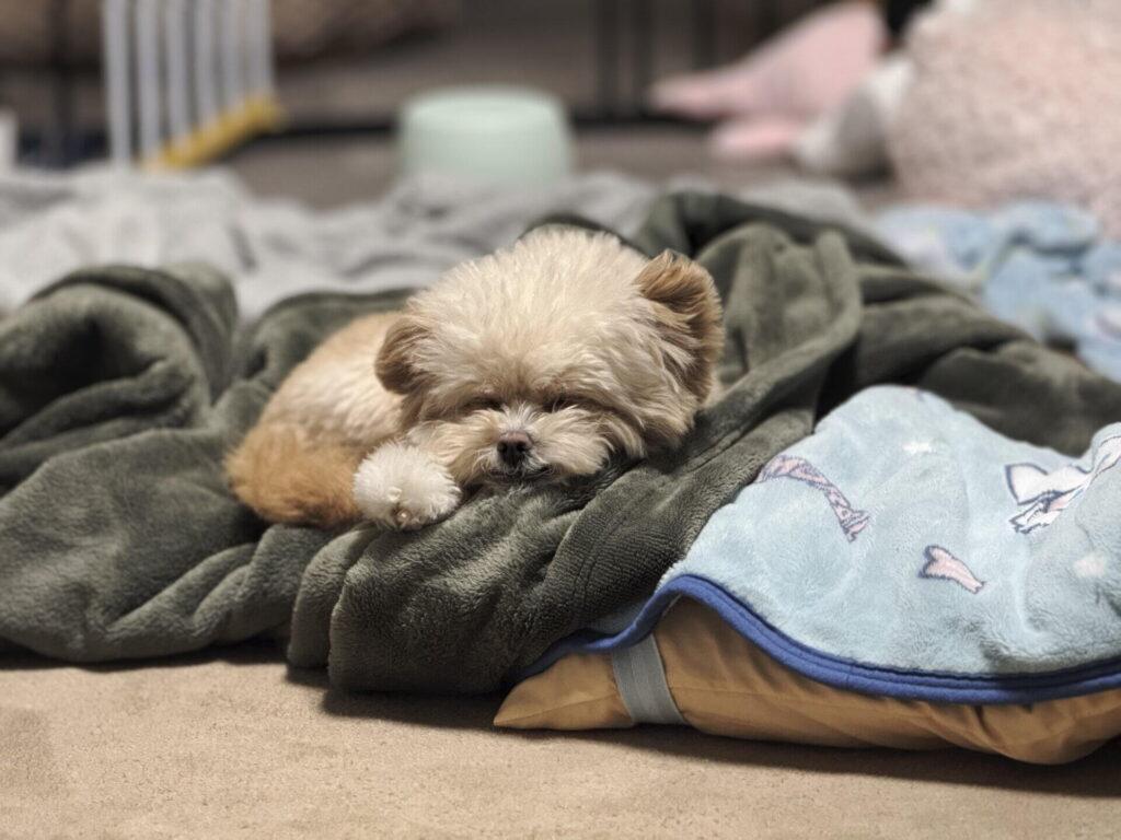 毛布の上で伏せて、目を開けたままくつろいでいるパフィ