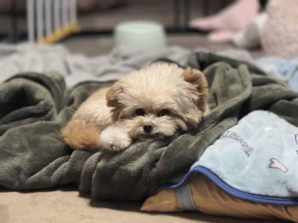 愛犬の食欲がないのは病気?危険なサインと家でできる対処法を本音解説