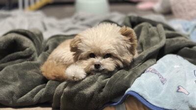 愛犬の食欲がないのは病気？危険なサインと家でできる対処法を本音解説