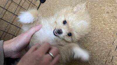 ヒューマングレードのドッグフードは本当に安心?偏食犬の飼い主が本音で解説