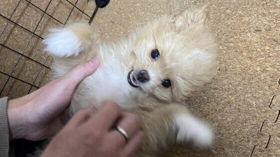 ヒューマングレードのドッグフードは本当に安心？偏食犬の飼い主が本音で解説