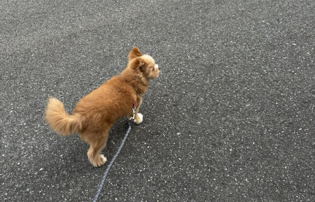 飼い主が絶対やってはいけないNG行動6つ