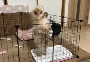 子犬のトイレトレーニングは何日で覚える？飼い主が試した定着のコツ