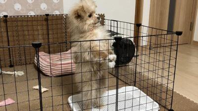 子犬のトイレトレーニングは何日で覚える?飼い主が試した定着のコツ