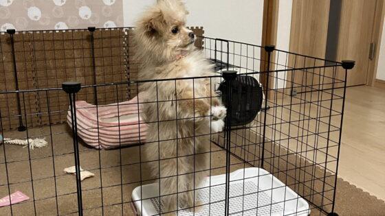 子犬のトイレトレーニングは何日で覚える？飼い主が試した定着のコツ