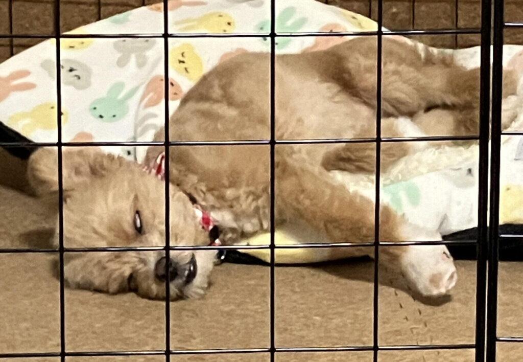 犬が下痢をする主な原因