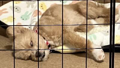 シニア犬のフードはいつから切り替える?選び方と食べやすい工夫