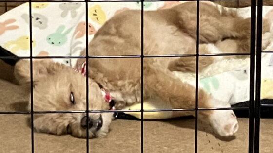 シニア犬のフードはいつから切り替える？選び方と食べやすい工夫