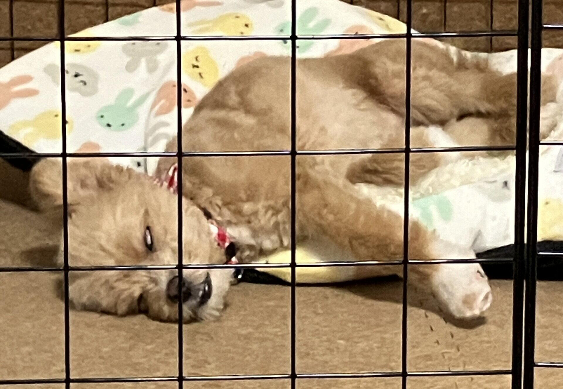 シニア犬のフードはいつから切り替える？選び方と食べやすい工夫
