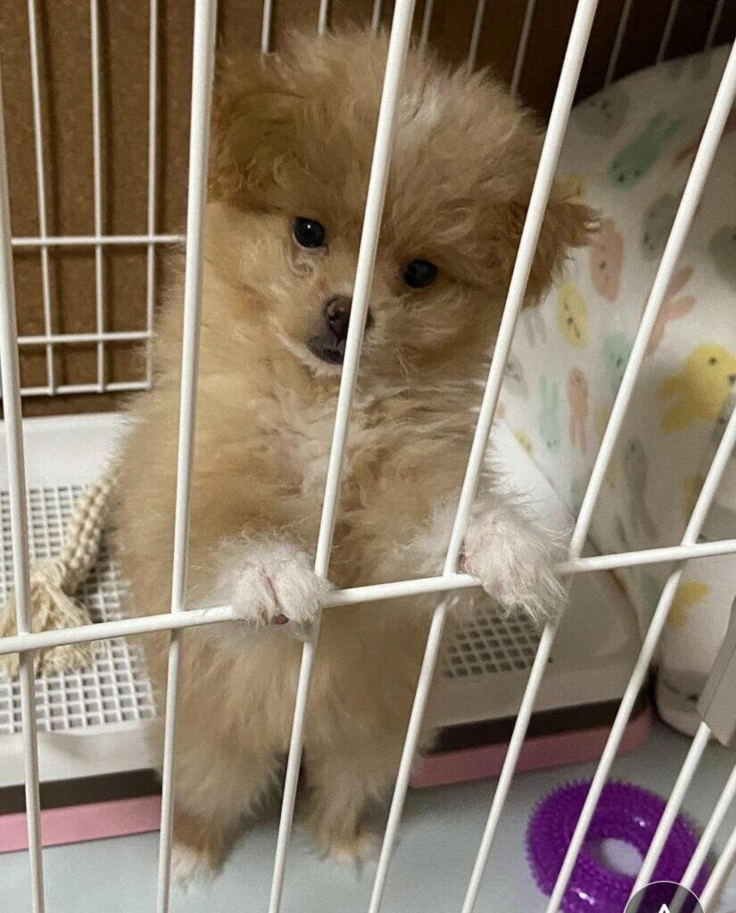 犬のトイレトレーは、はみ出しの型を見分けてから選ぶ