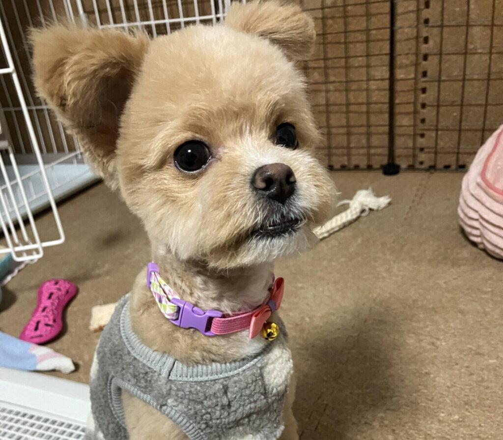 サークルの中でグレーの服を着てこちらを見上げる、クリーム色の小型犬