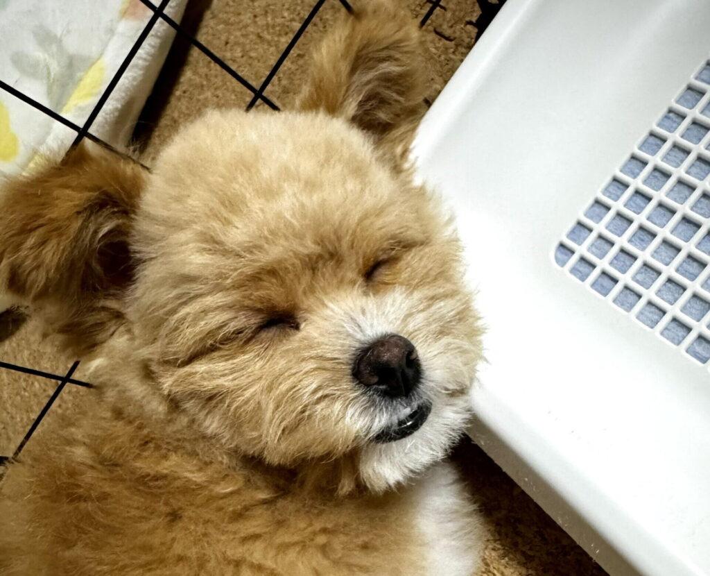 子犬の夜鳴きは放置・無視していい?