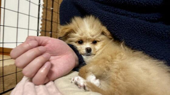 初心者に飼いやすい犬種10選！ペットショップで即決した僕の反省と本音