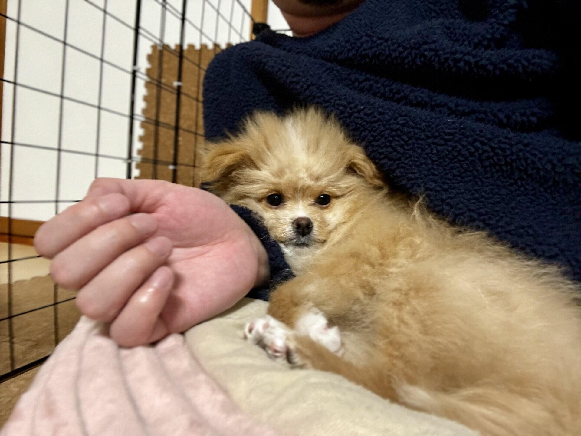 初心者に飼いやすい犬種10選！ペットショップで即決した僕の反省と本音