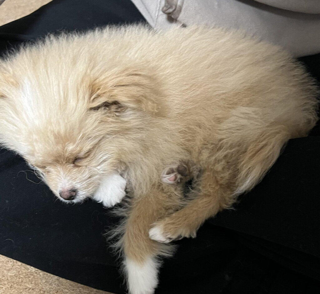 黒いソファの上で丸くなって眠る、毛の長いクリーム色の子犬