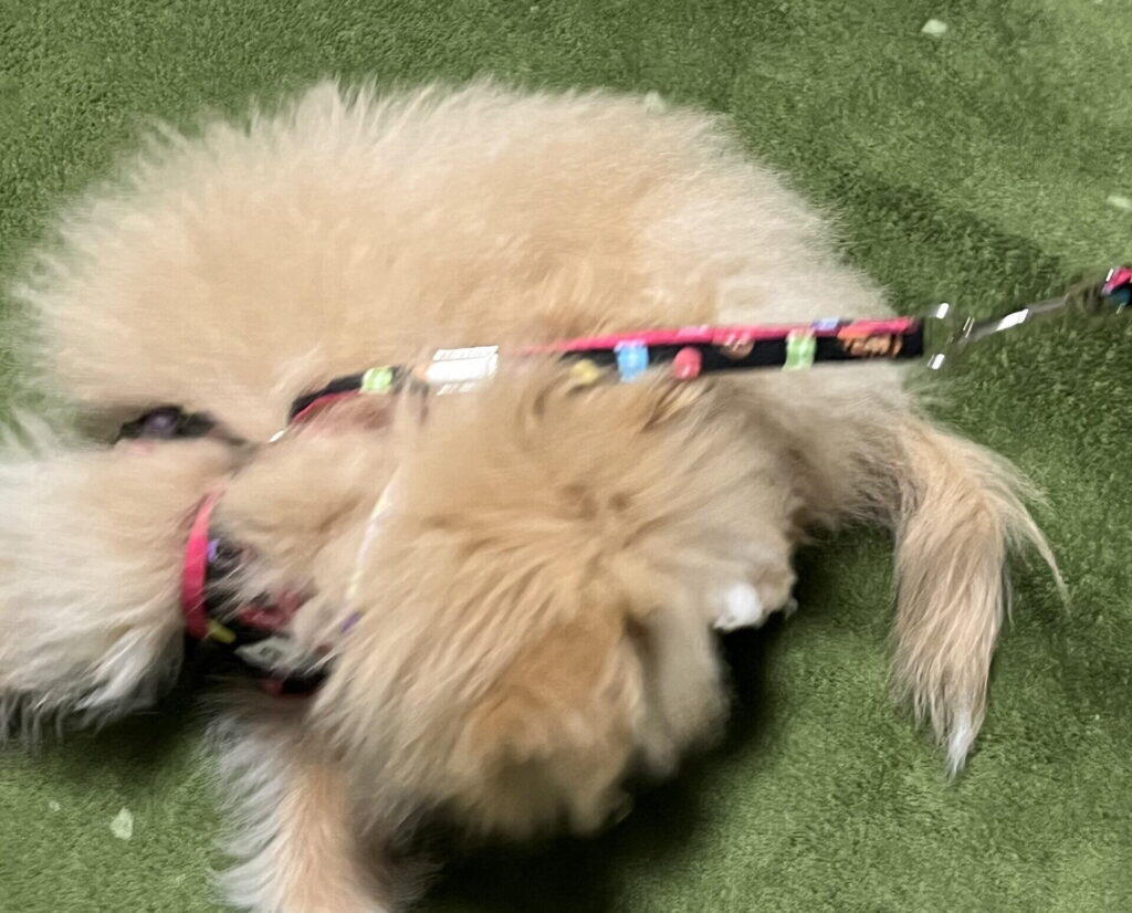 子犬のうちから引っ張り癖を作らせない育て方