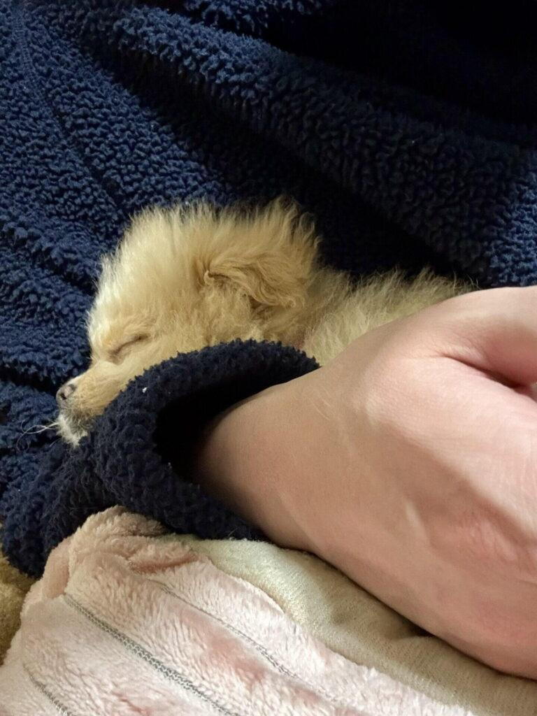 紺のフリースを着た人の腕の中で、目を閉じて眠る子犬のころのパフィ