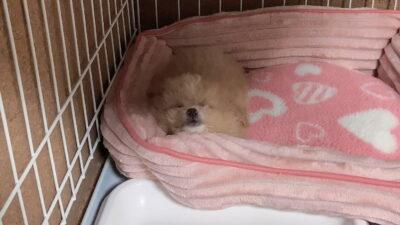 子犬の夜鳴きはいつまで?飼い主が試して効いた対策と期間の目安