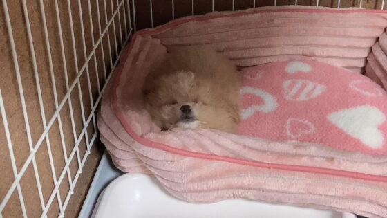 子犬の夜鳴きはいつまで？飼い主が試して効いた対策と期間の目安