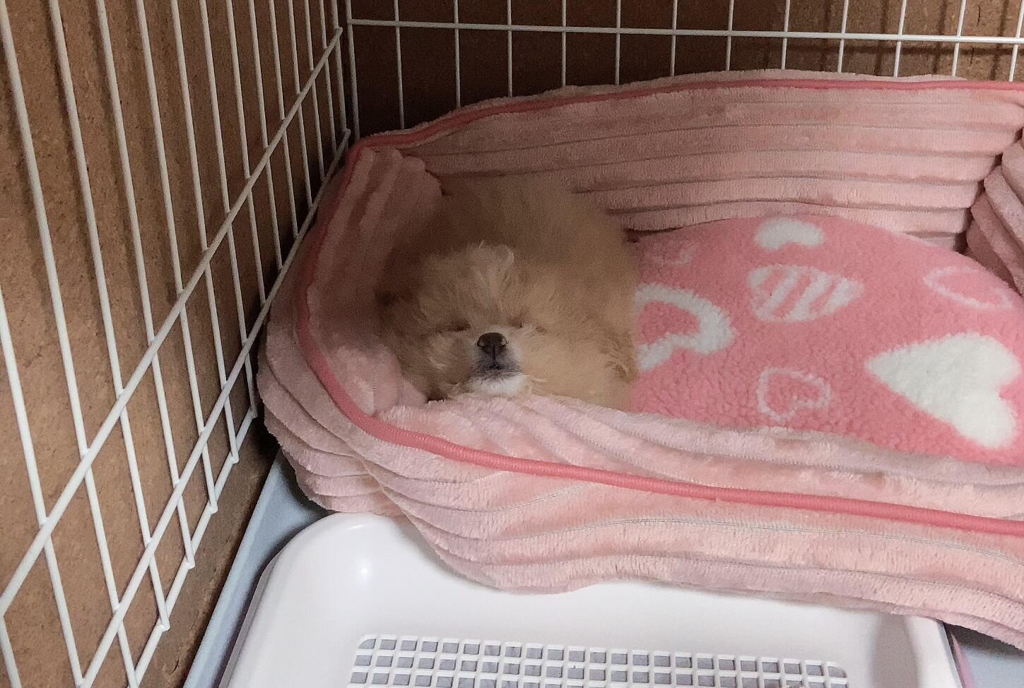 子犬の夜鳴きはいつまで？飼い主が試して効いた対策と期間の目安