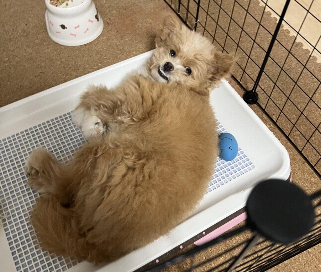 留守番中に犬が感じるストレスと問題行動
