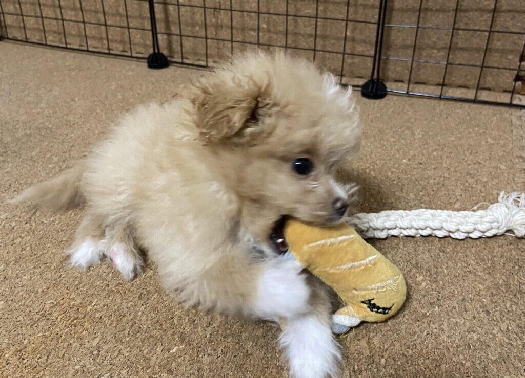 子犬と成犬で違う食糞の対応！年齢別の見方