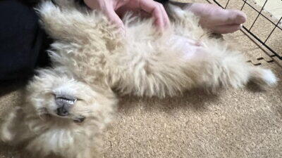 子犬のワクチンスケジュールと散歩デビュー!飼い主が体験で語る進め方