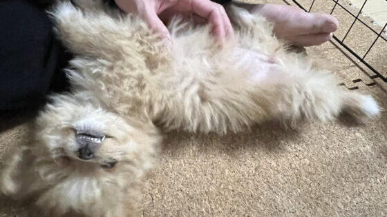 子犬のワクチンスケジュールと散歩デビュー！飼い主が体験で語る進め方
