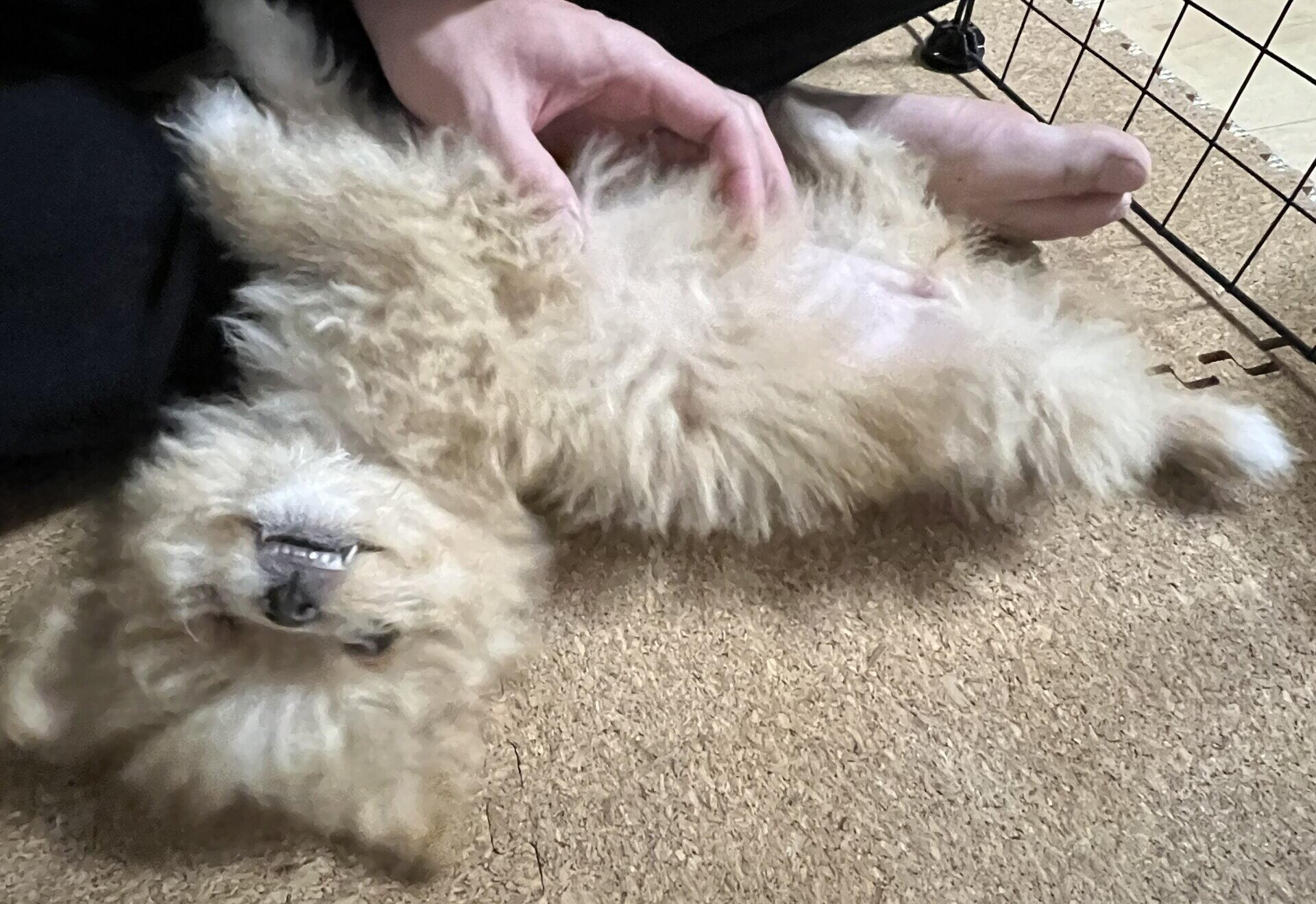 子犬のワクチンスケジュールと散歩デビュー！飼い主が体験で語る進め方