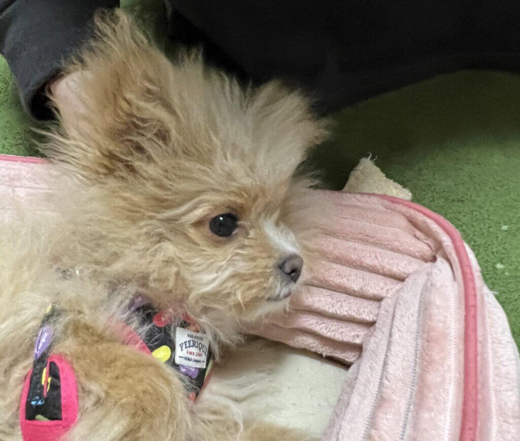 子犬がご飯を食べないときに僕が試した工夫