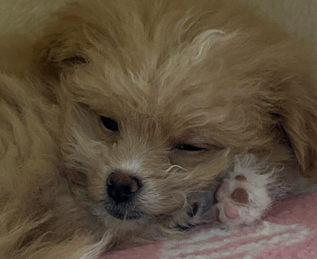子犬のご飯は1日何回?月齢別の回数と間隔の目安