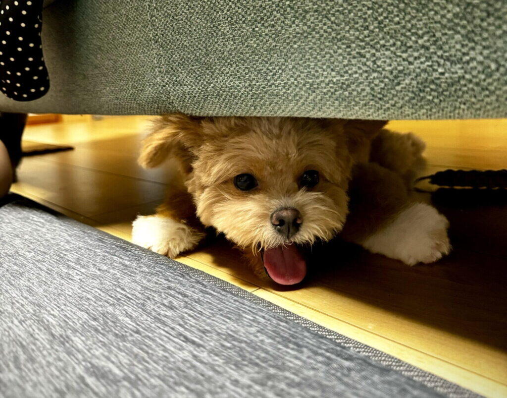 一人暮らし向きの犬種10選を比較表で発表