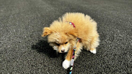 犬が散歩で歩かない原因8つ！2年飼った僕がたどり着いた対処法