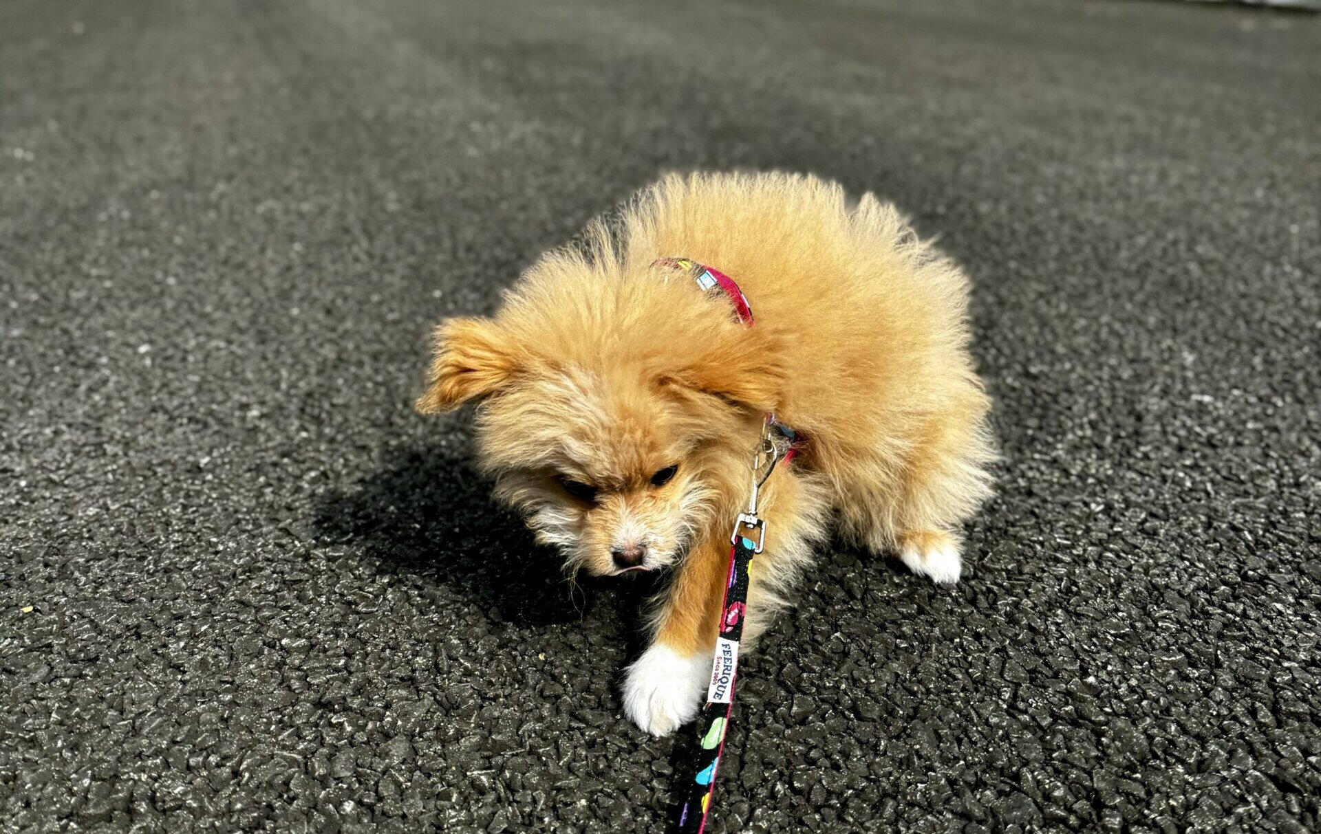 犬が散歩で歩かない原因8つ！2年飼った僕がたどり着いた対処法