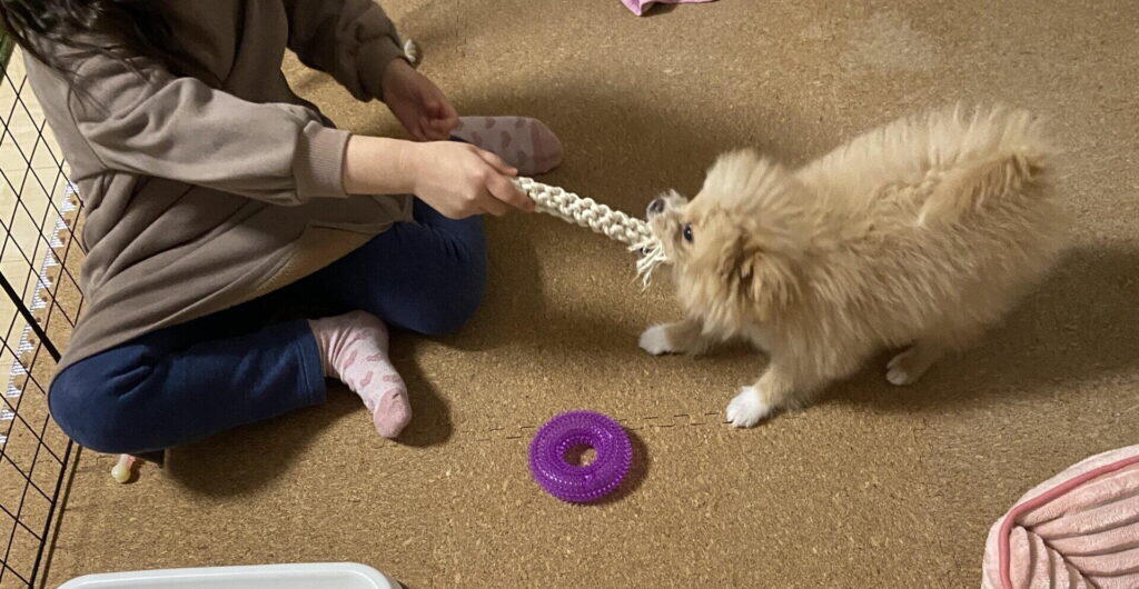 初心者に飼いやすい犬種ってどう選ぶ?まず知っておきたい3つの大前提