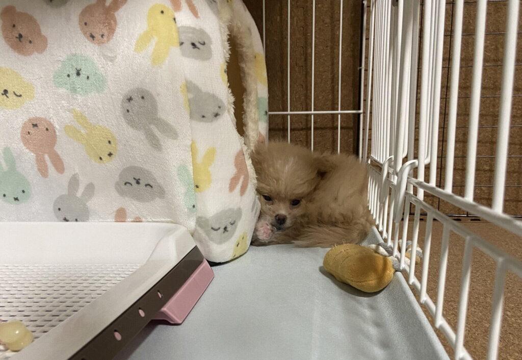 子犬の甘噛みを直す5ステップ